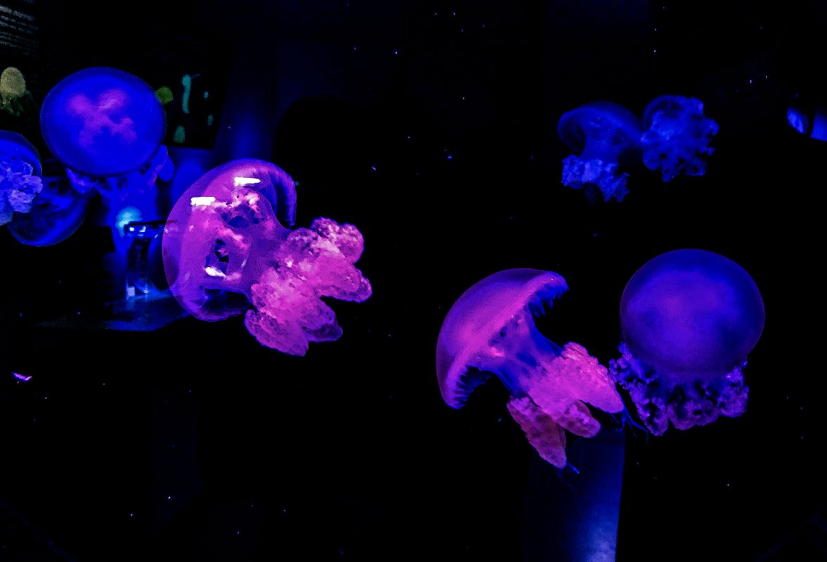 Музей Медуз