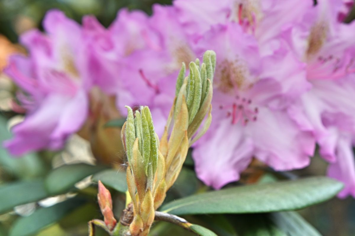 Бернардинский сад (Сад Bernardinų)