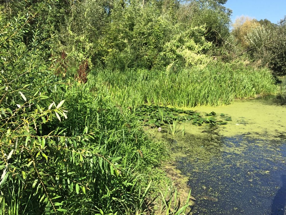 Река Тетерев