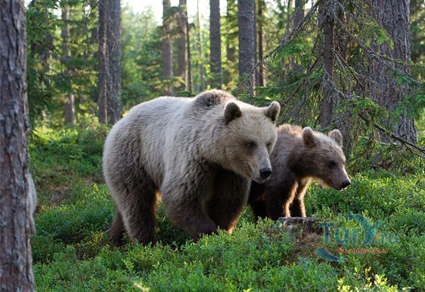 Костомукшский государственный природный заповедник