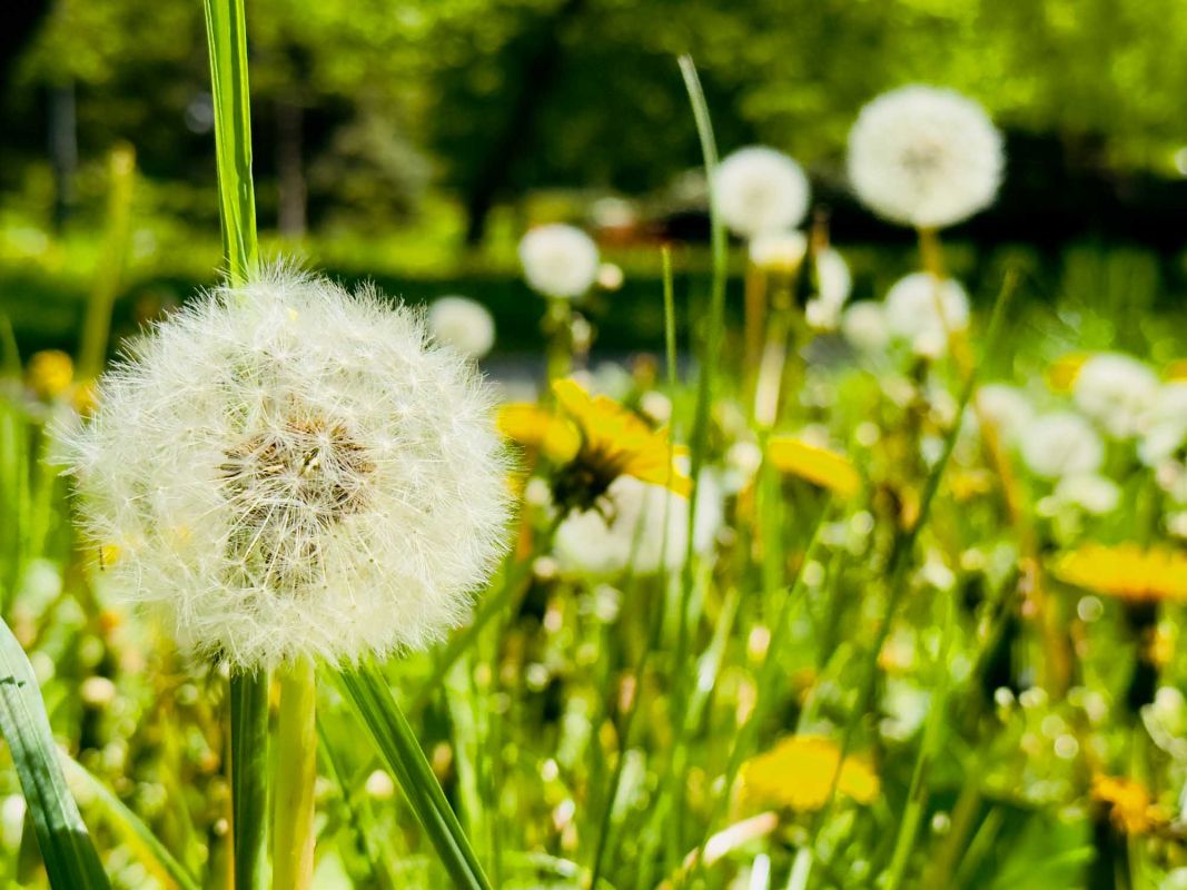 Парк Юлиуша Словацкого