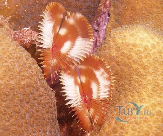 Морской парк Бонайре