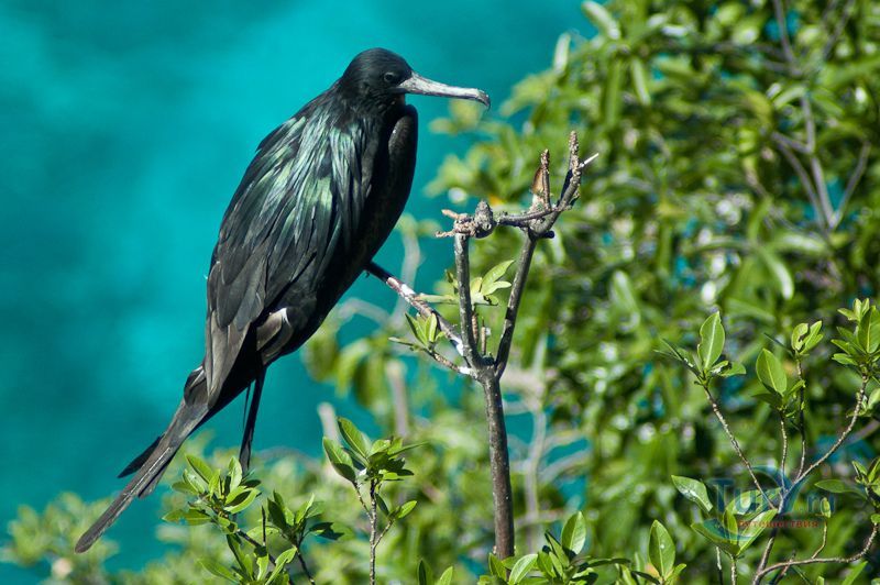 Остров Эрайд