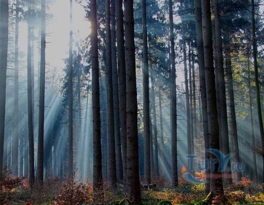 Баварский лес