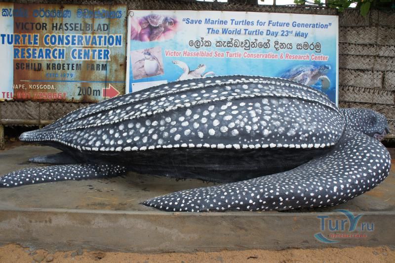 Черепашья ферма Turtle Conservation Research Center в Косгоде