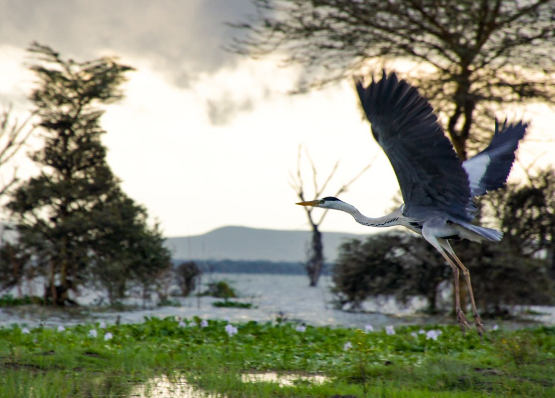 Национальный парк Озеро Найваша