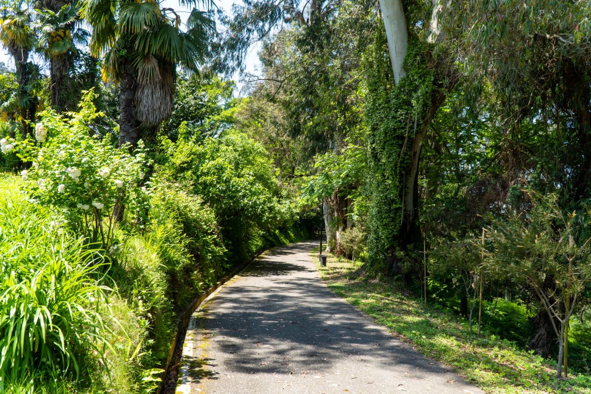 Батумский ботанический сад