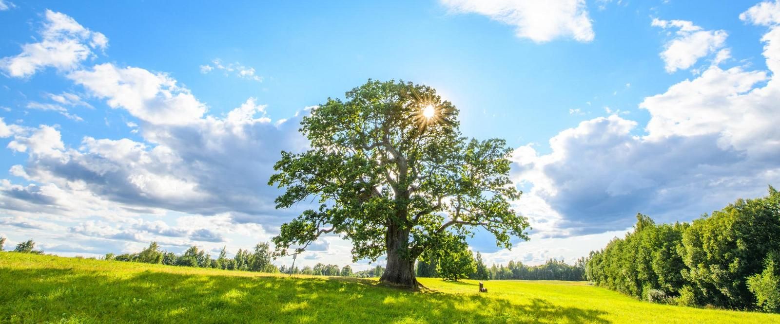 Дуб Тамме-Лаури - самый большой дуб Эстонии