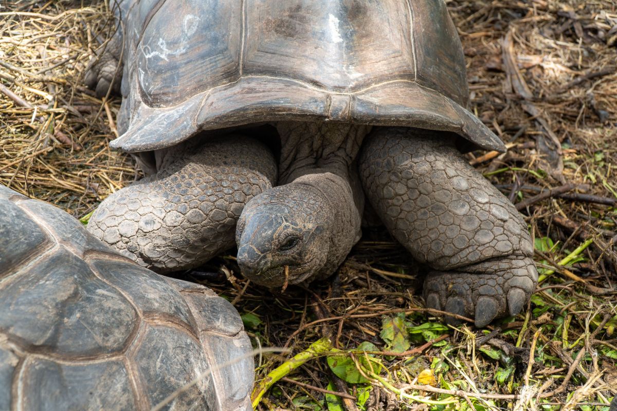 Пляж Анс Такамака