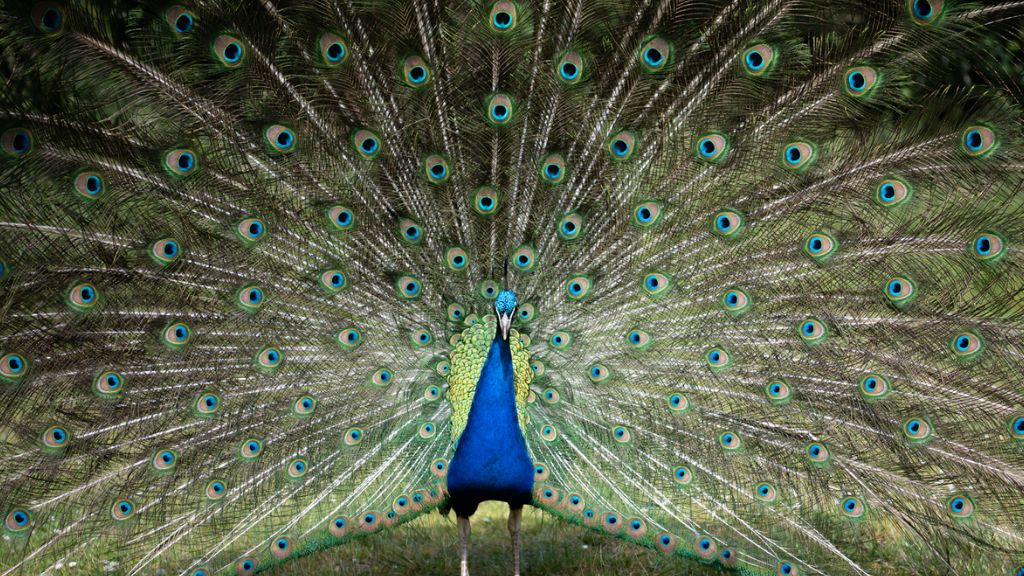 Парк птиц Северного Силенда