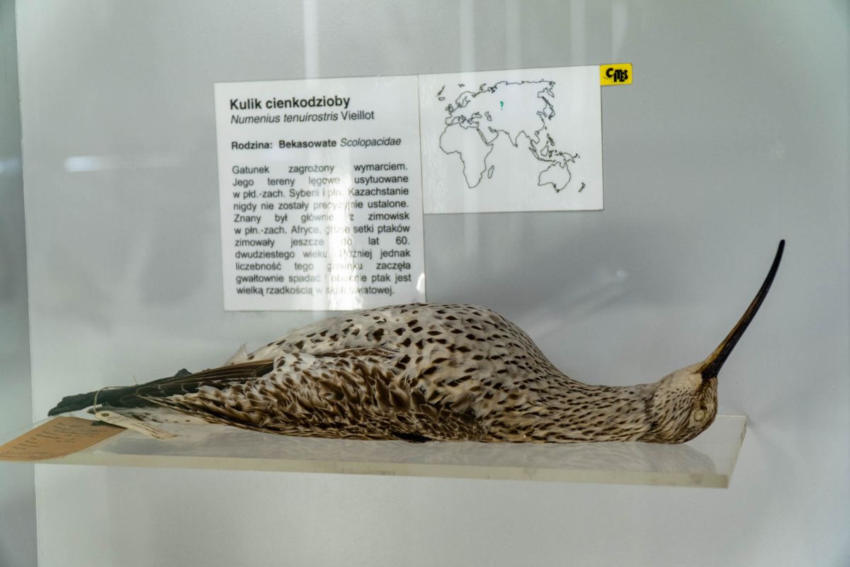 Музей естественной истории Вроцлавского университета