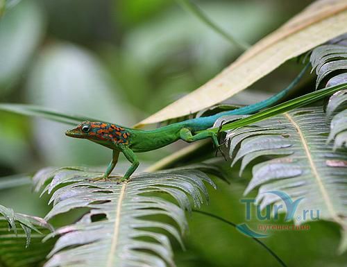 Национальный парк Гваделупы