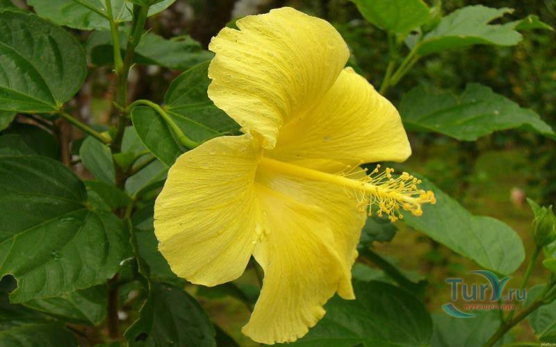 Ботанический сад Балата