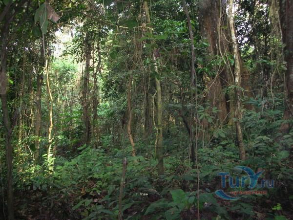 Джунгли Борнео