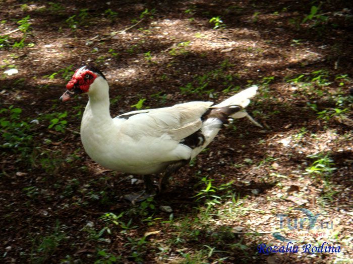 Ферма животных Кикис в Pelangi Beach Resort