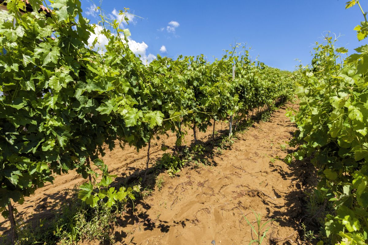 Винодельня «45 parallel»