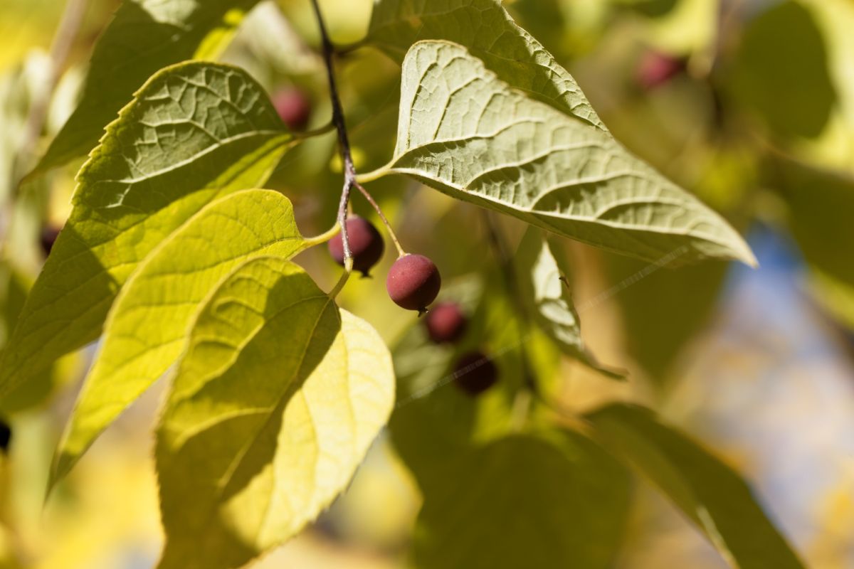 Парк Франца Иосифа I и парк короля Звонимира