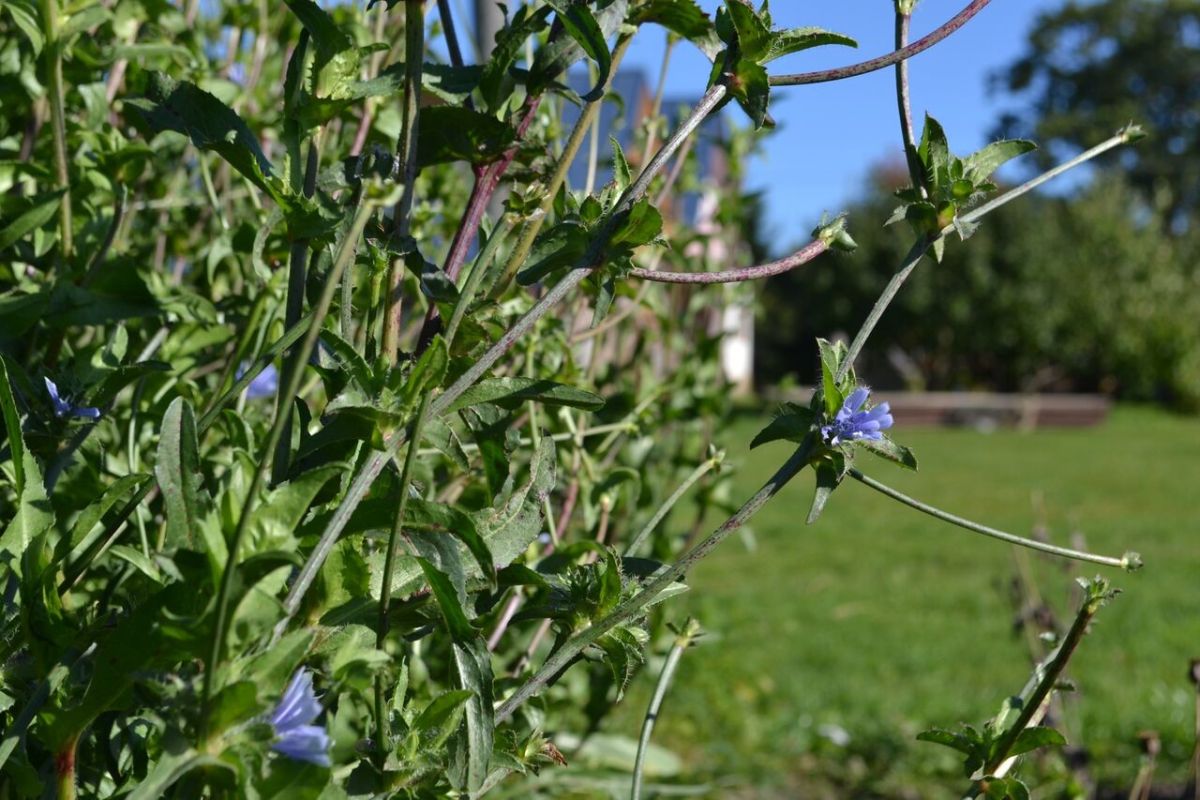 Музей цикория