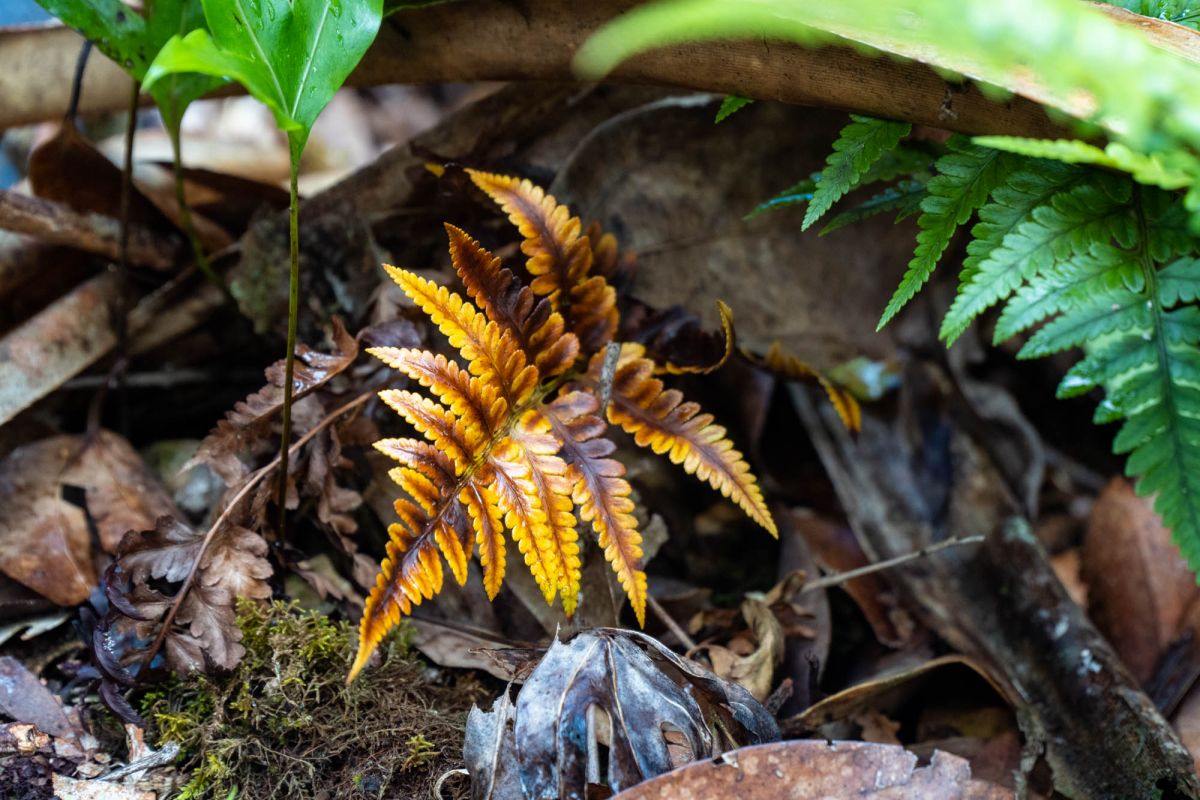 Национальный парк Морн Сейшелуа