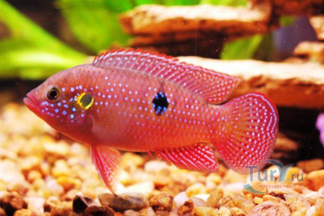 Батумский Аквариум