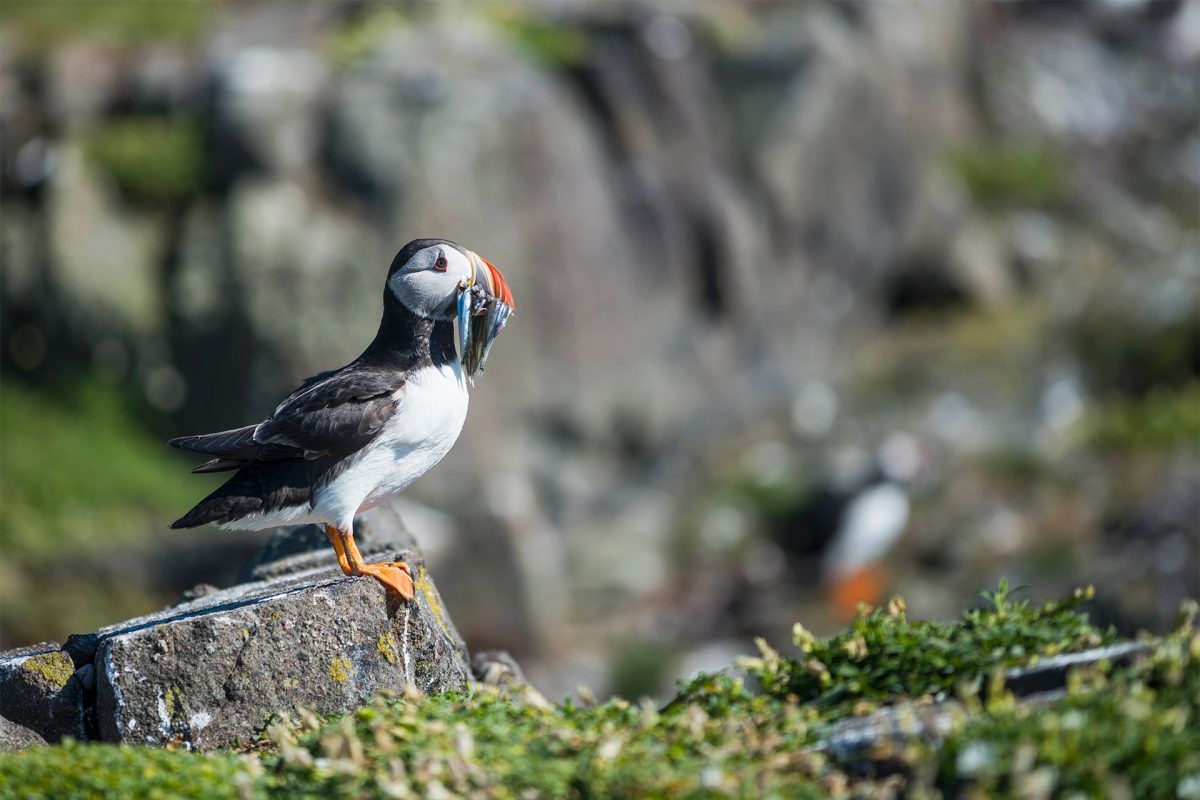 27 скрытых жемчужин тайной Шотландии: скольк... фото