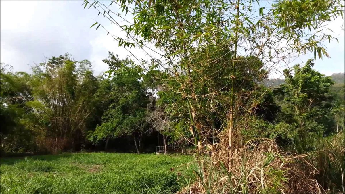 Долина Каура