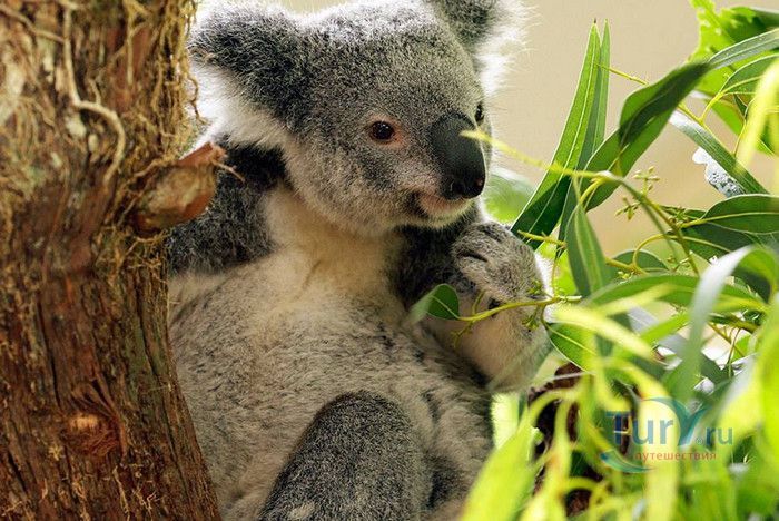 Сингапурский Зоопарк