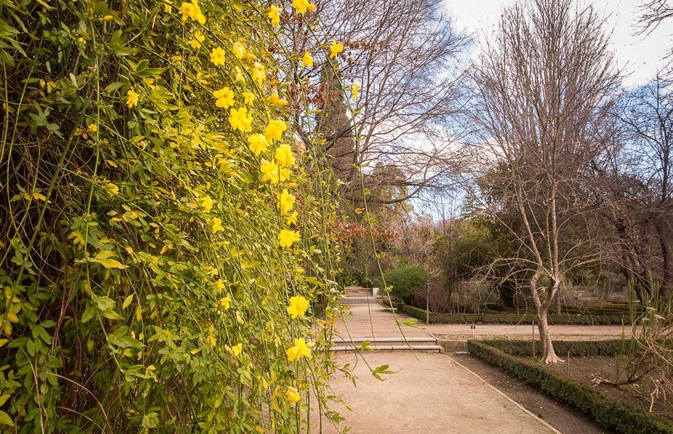 Королевский ботанический сад Мадрида