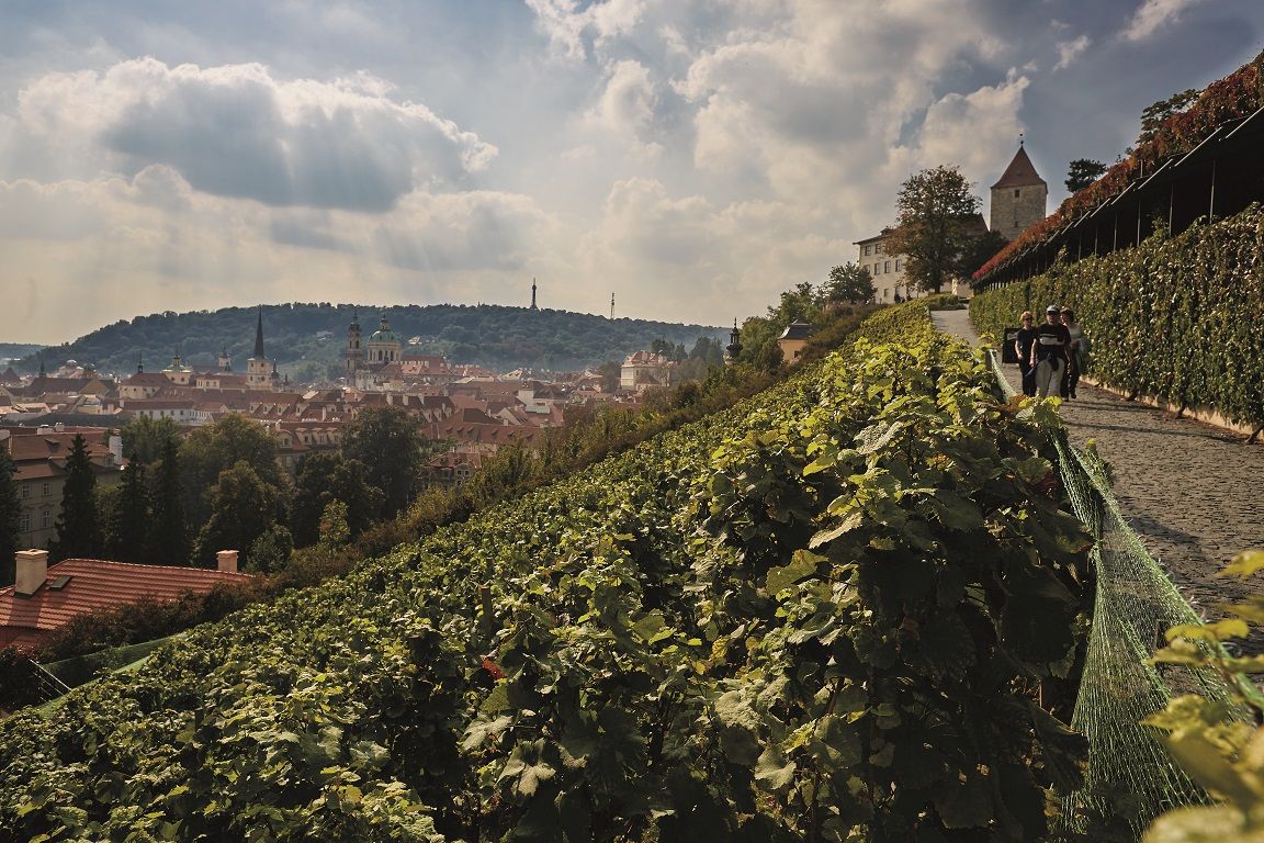 Сватовацлавские виноградники (Svatováclavská vinice)