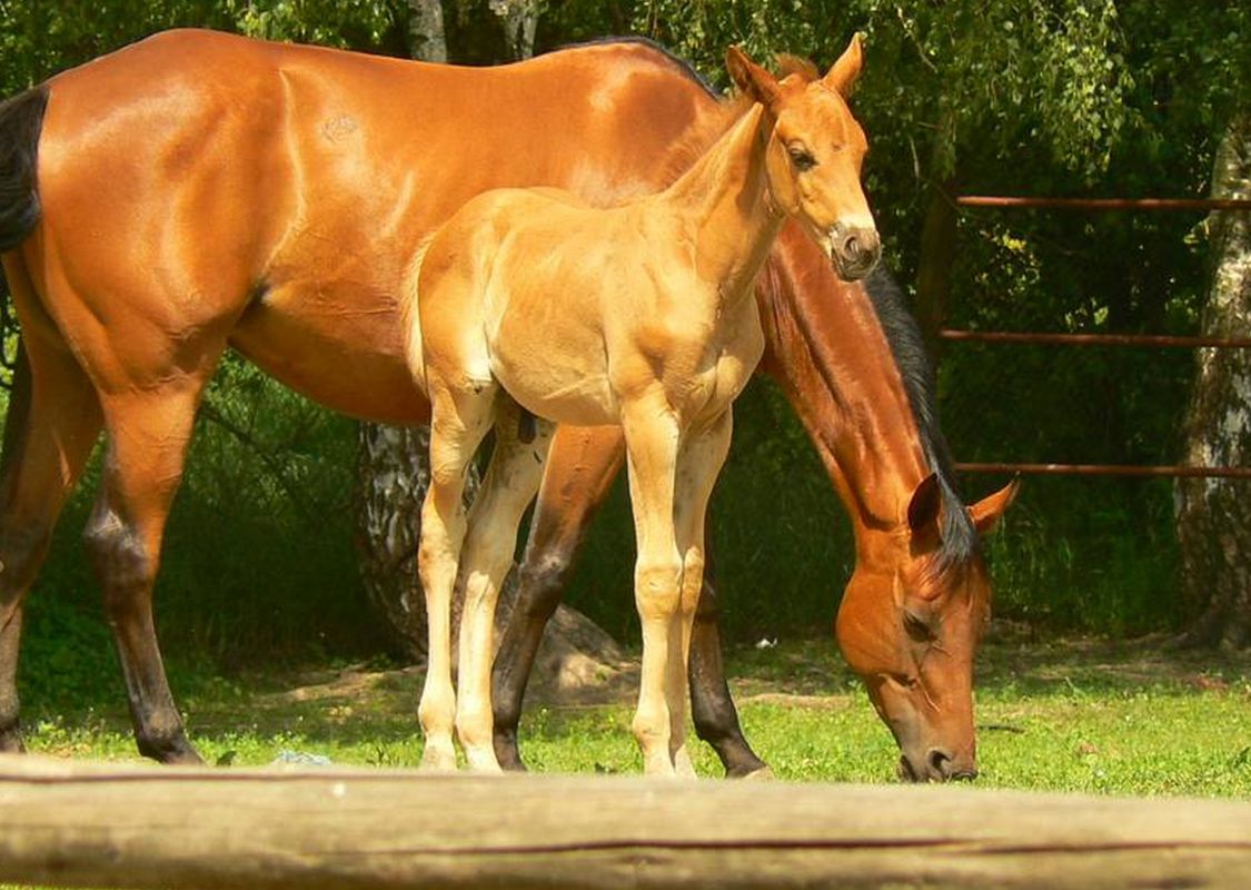 Конно-спортивный клуб 