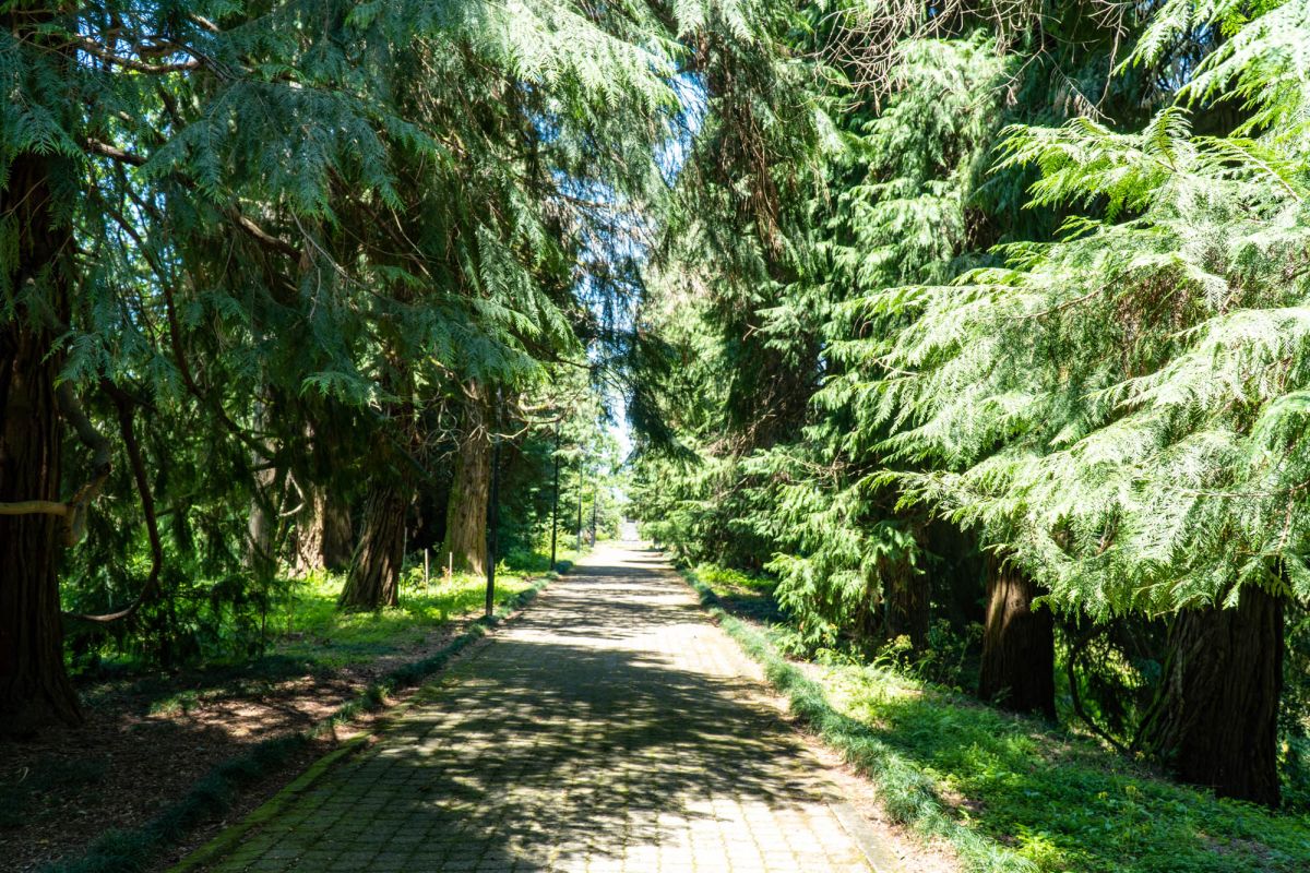 Батумский ботанический сад