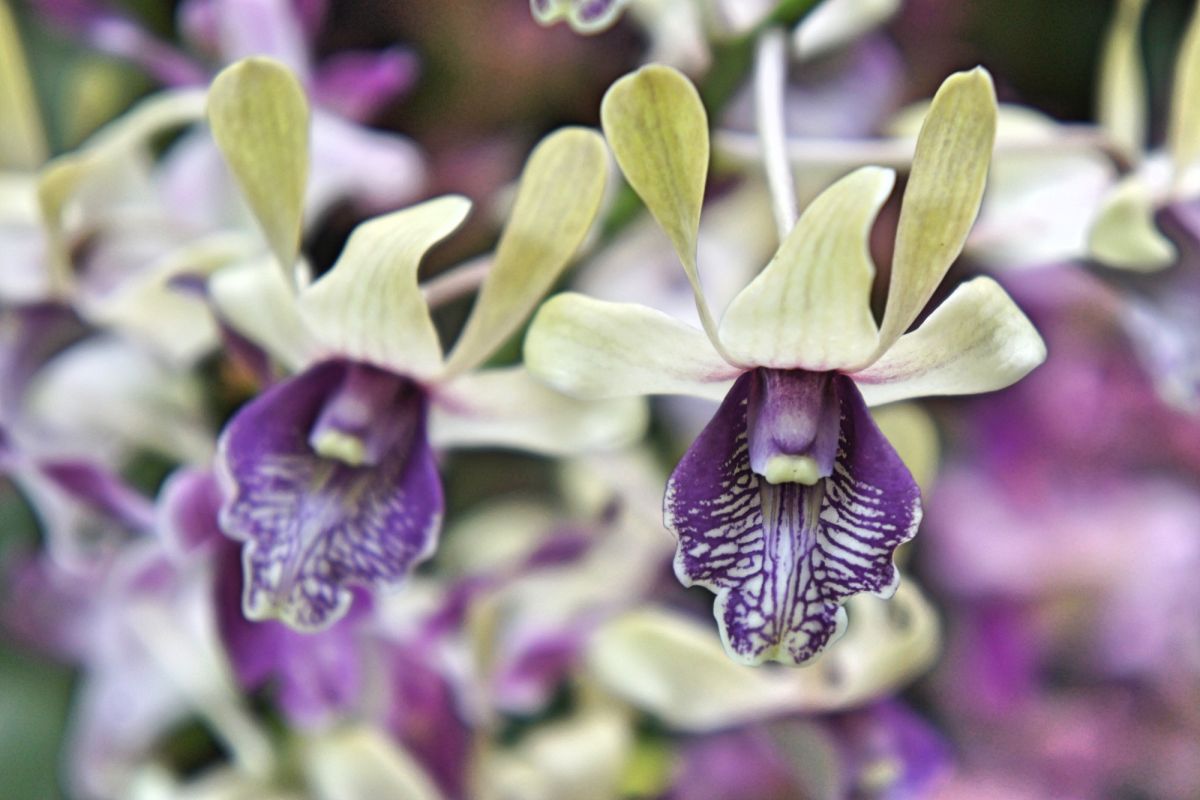 Национальный сад орхидей Сингапура