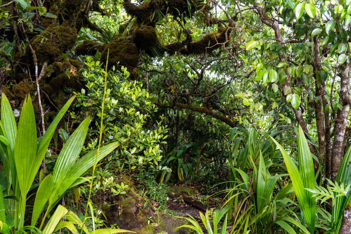 Смотровая площадка Морн Блан