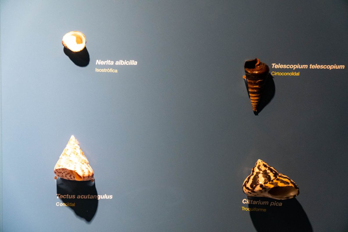 Музей естественных наук