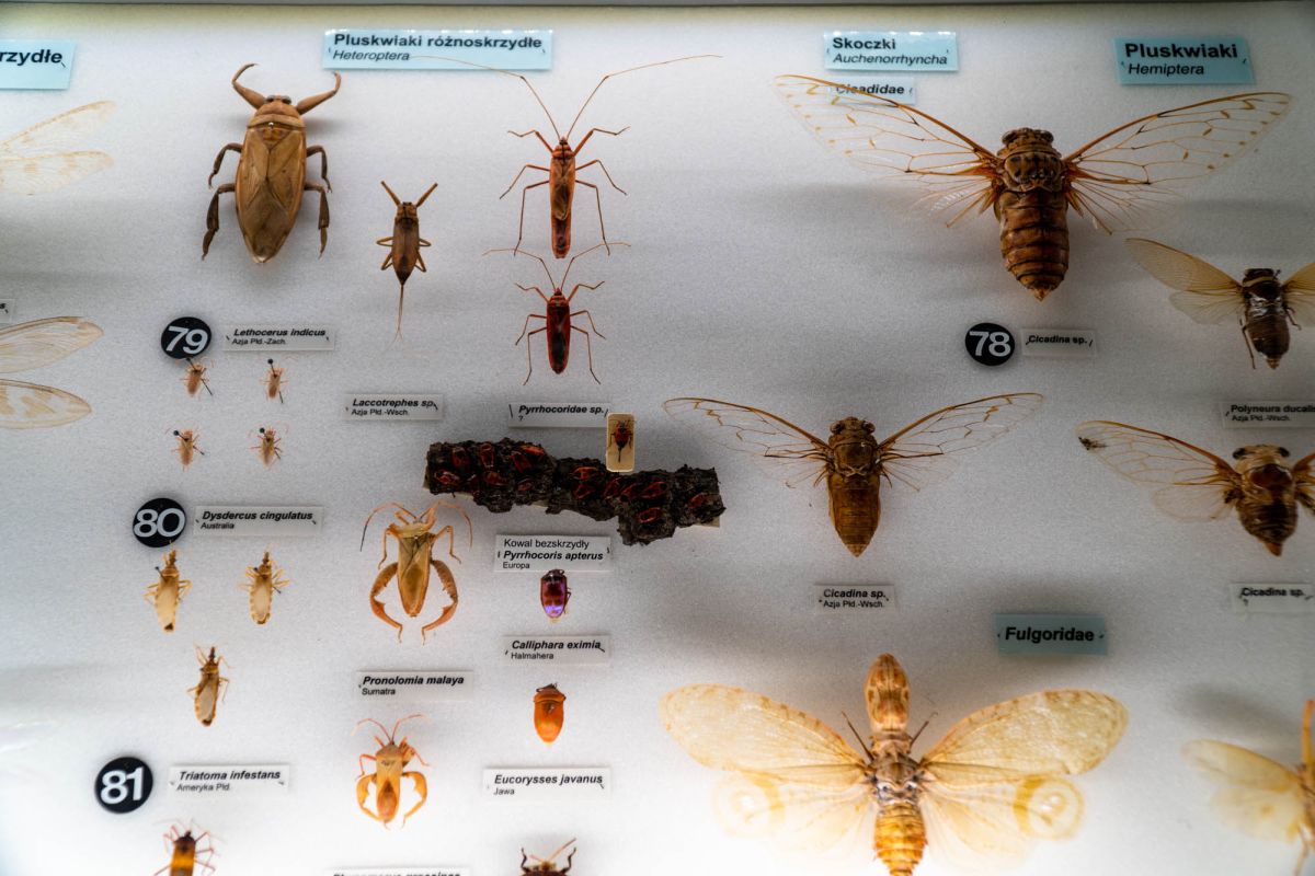 Музей естественной истории Вроцлавского университета