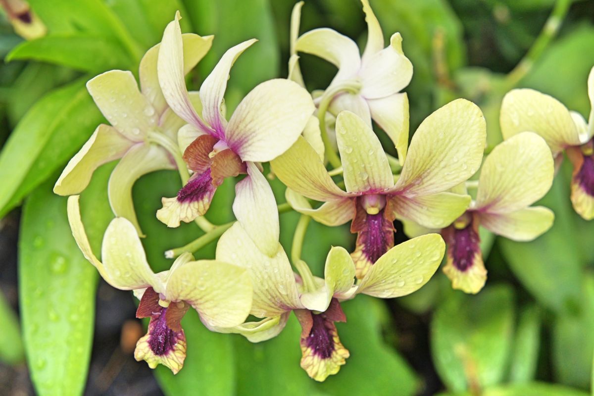 Сингапурский ботанический сад