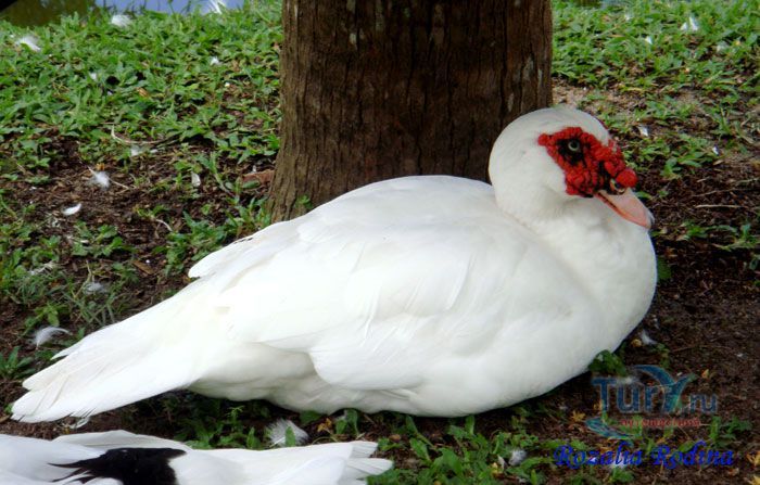 Ферма Kikis Animal Farm при отеле Pelangi Beach Resort