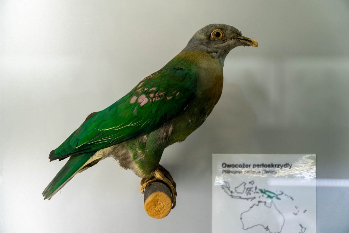 Музей естественной истории Вроцлавского университета