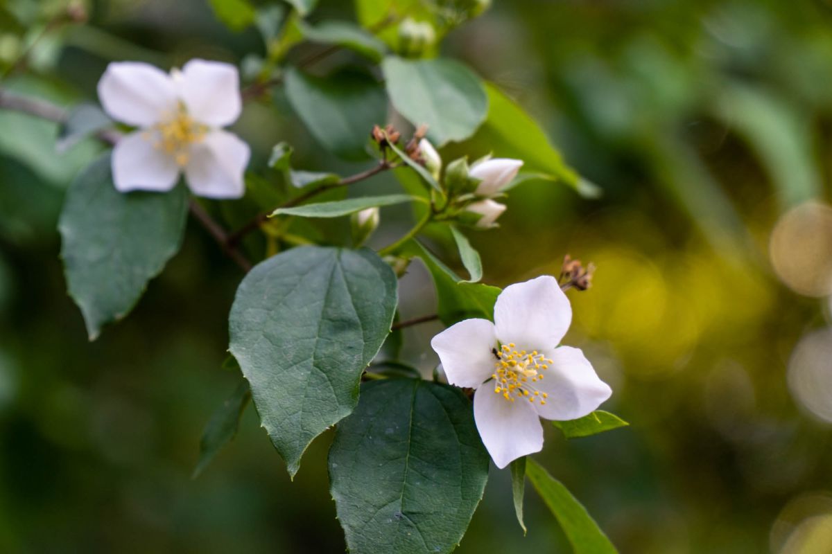 Ботанический сад Валенсии