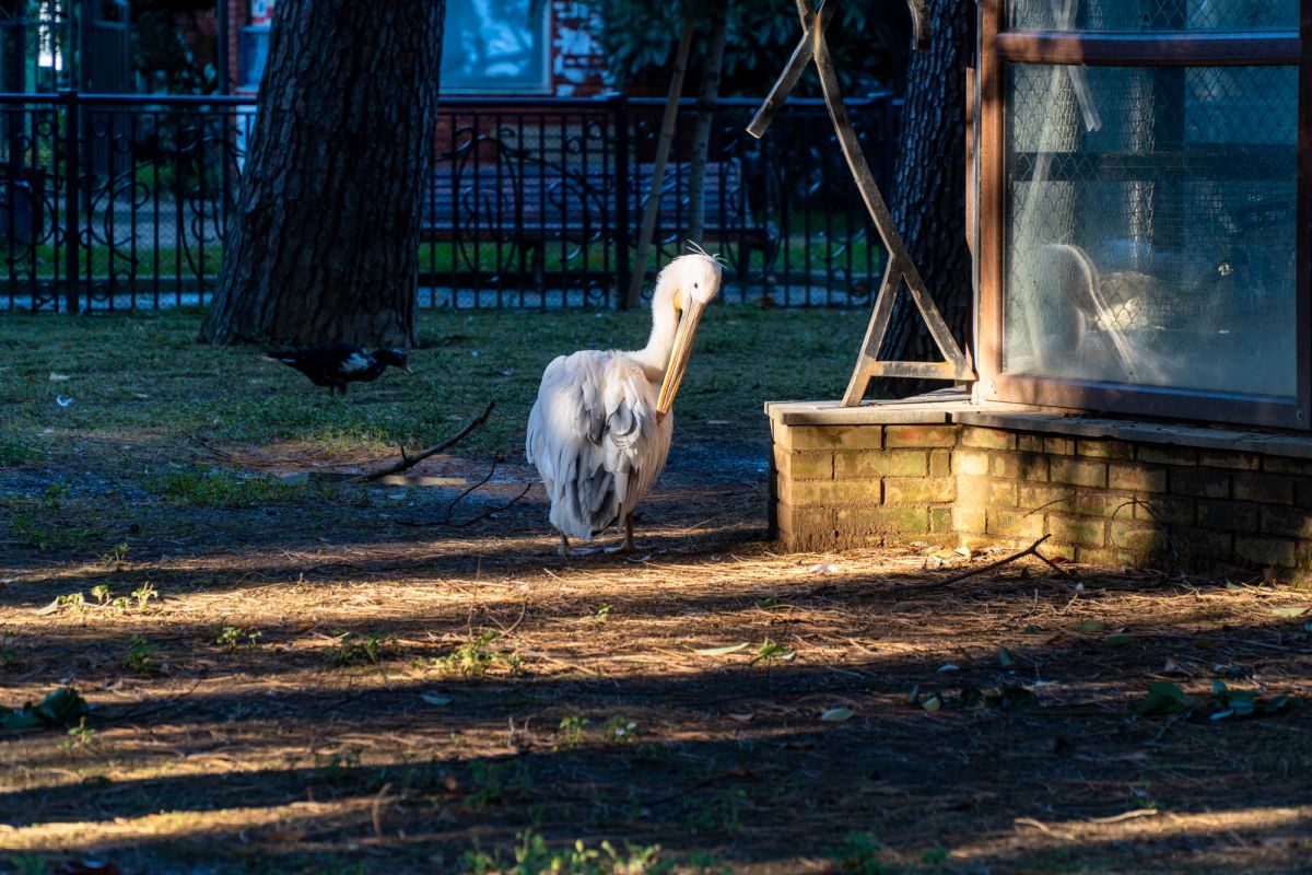 Птичий питомник