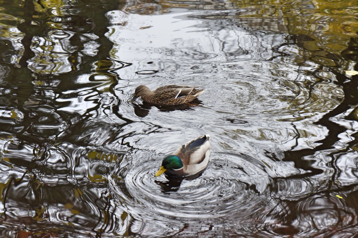 Верманский парк