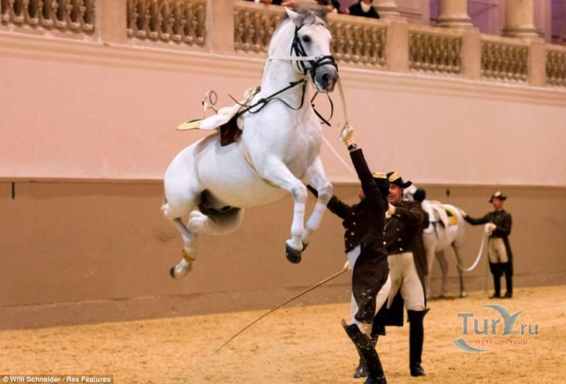 Испанская Школа Верховой Езды