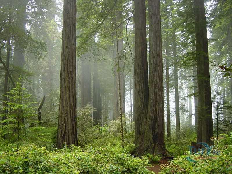 Национальный Парк Редвуд
