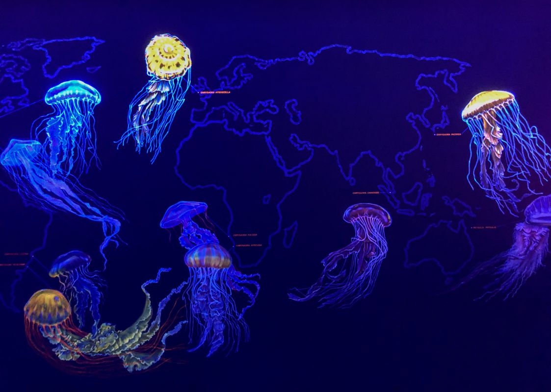 Музей Медуз