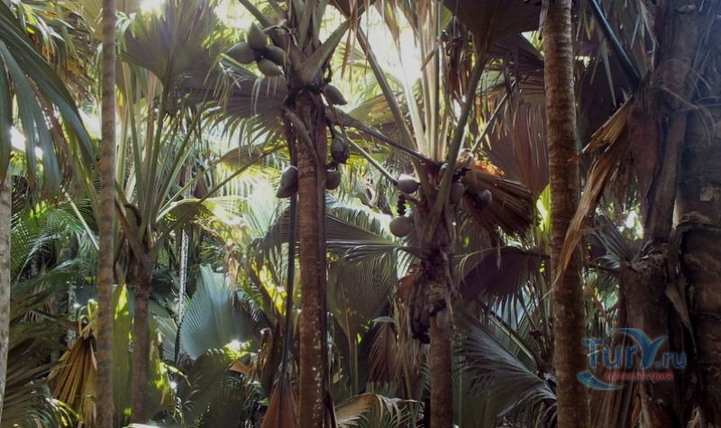  Коко де Мар