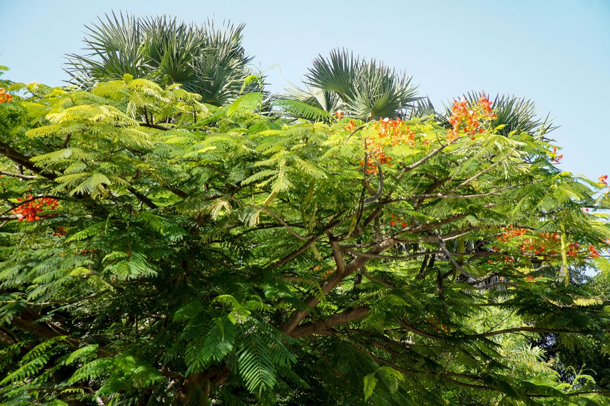 Голден Бич Малинди