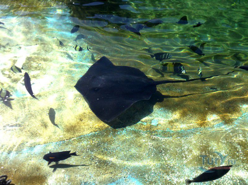 Парк Морской жизни Sea Life Park на о.Оаху