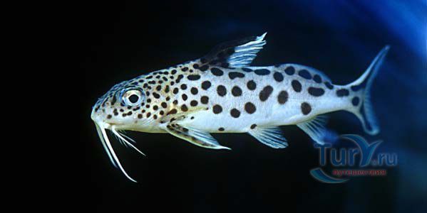 Батумский Аквариум