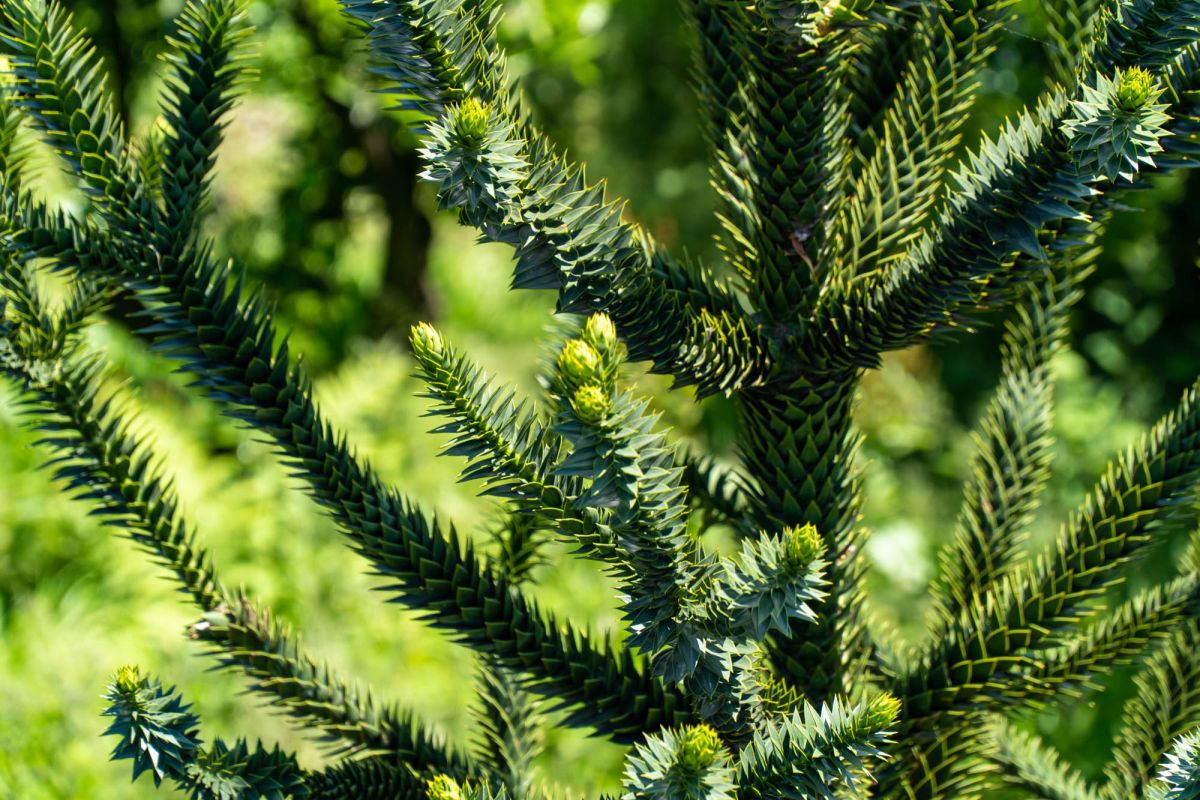Батумский ботанический сад