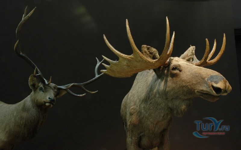 Музей доисторической антропологии